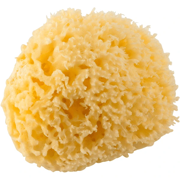 Rotho Babydesign Mittelmeerschwamm 1 Rotho Babydesign Mittelmeerschwamm